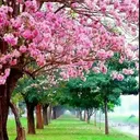 @judit129