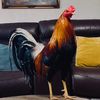 dagamefarm
