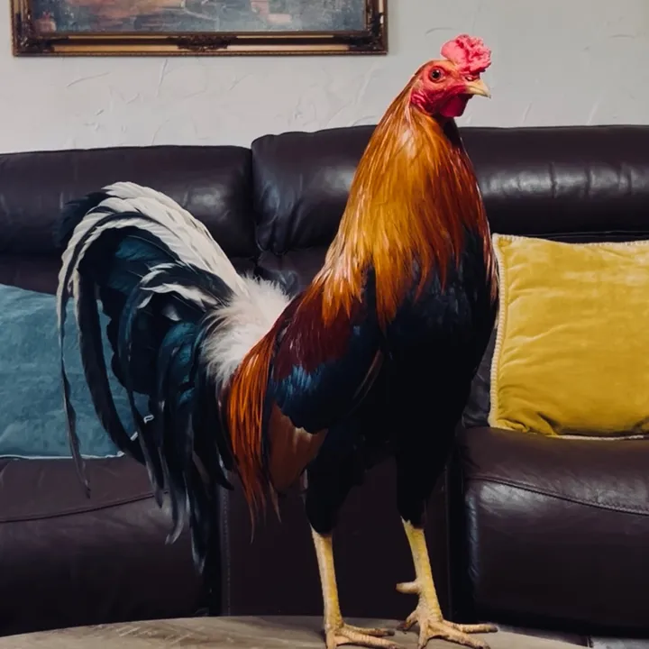 dagamefarm