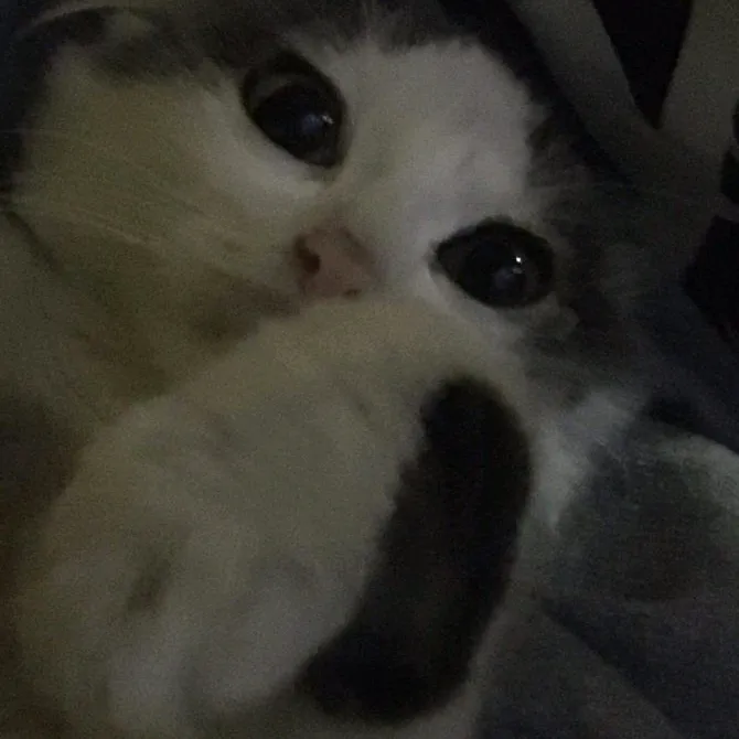 @dulcetdrop