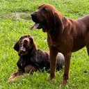 @bloodhounds.buddy.freya