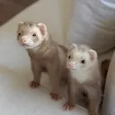 @moonthecinnamonferret