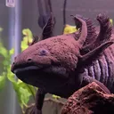 @jubjub_the_axolotl