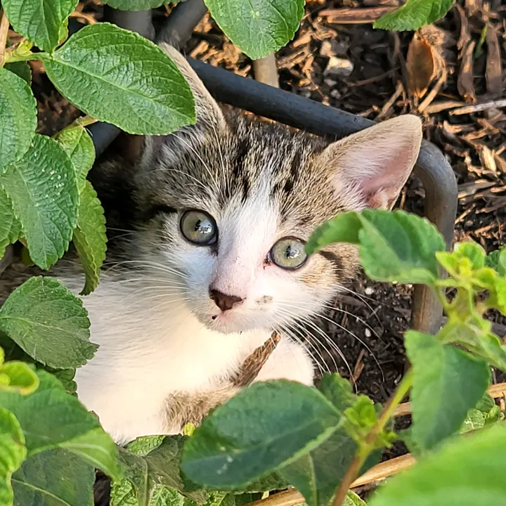 pawpawspurryprien