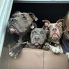 pittie_mom3