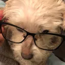 @dogsofveliarosario