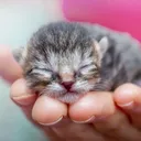 @kitten.mama.rescue