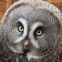 @ho0j0