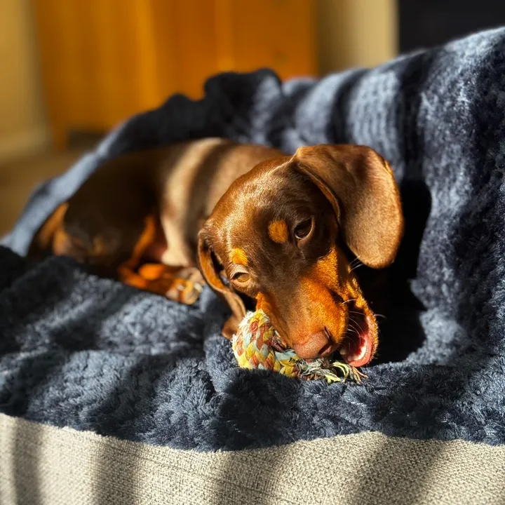 bellalongdog