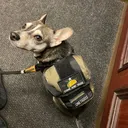 @fenrir.pablo