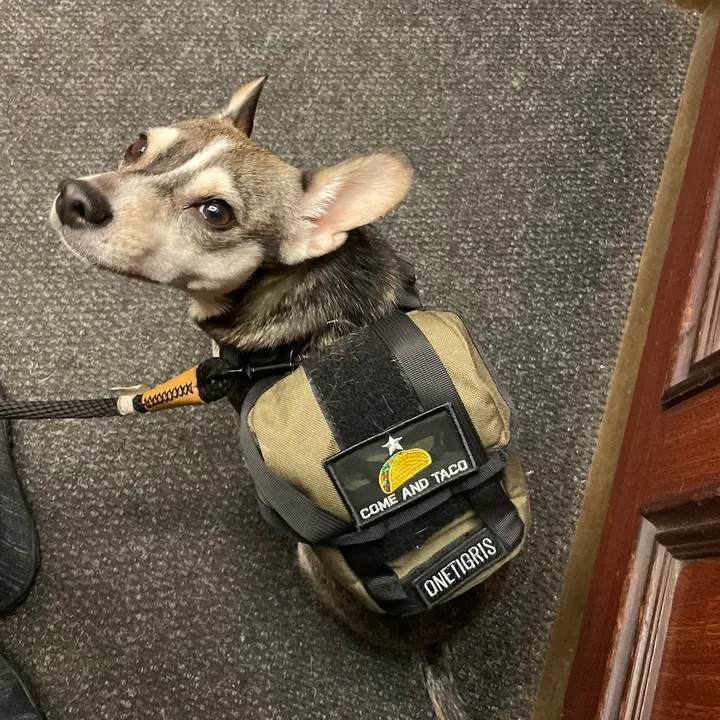 fenrir.pablo