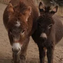 @mojaveminidonkeys