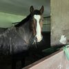 mpeequestrian
