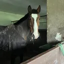 @mpeequestrian