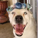 @luna_pittie_