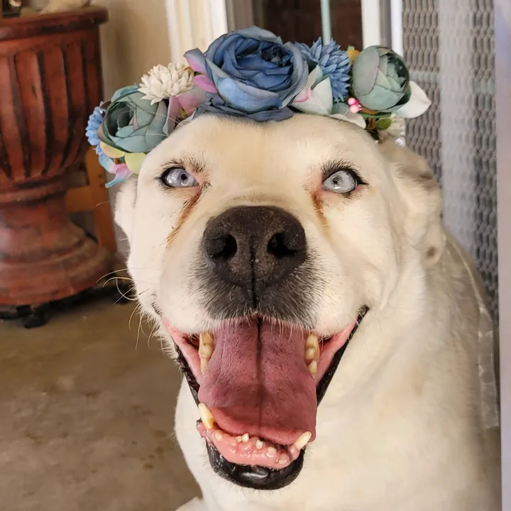 @luna_pittie_
