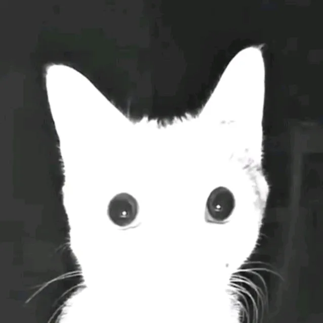 kotiki_i_ne_toliko