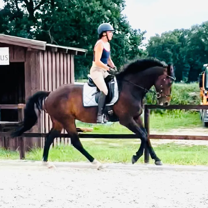 @equestelli