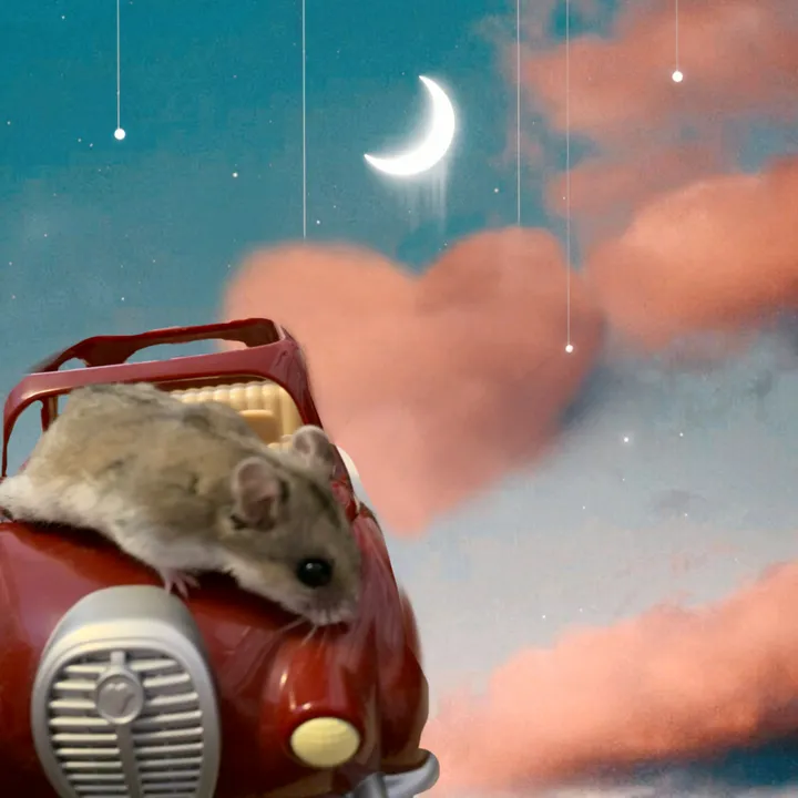 bob_the.hamster