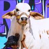 cow__lover__2023