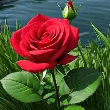 @nellyfrank1