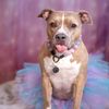 prettypittieindie