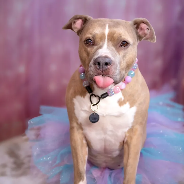 prettypittieindie