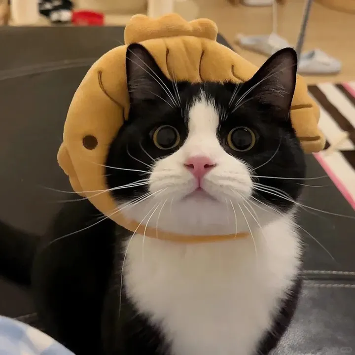 @pets.funnycat_2024