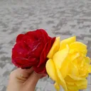 @karasevdam510