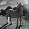 equine._.izzy