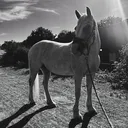 @equine._.izzy