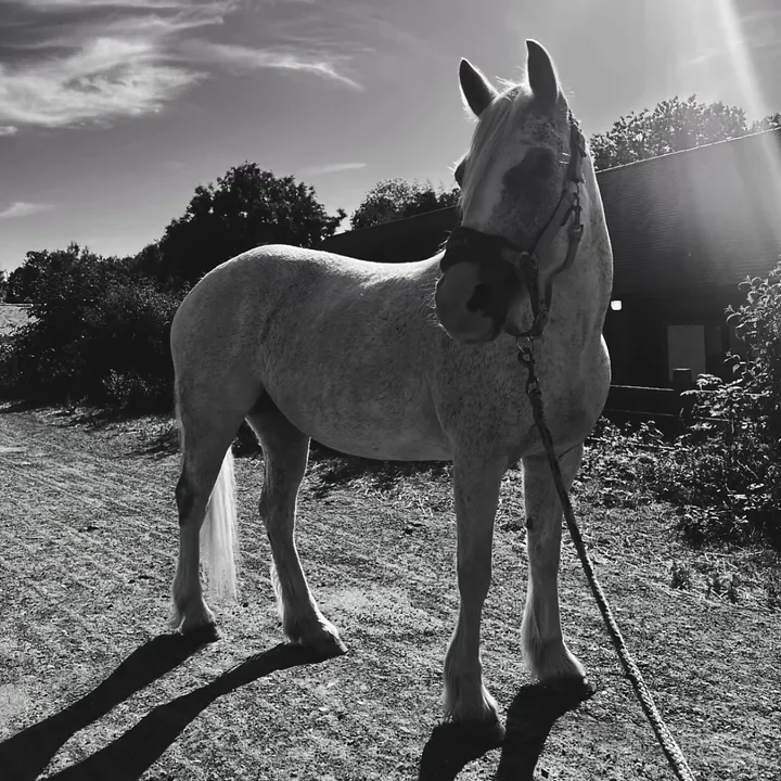 equine._.izzy