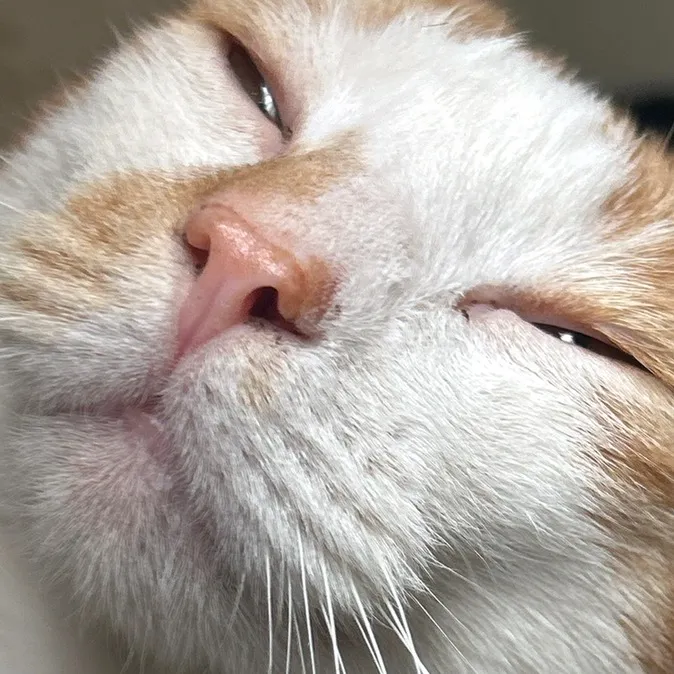kittyling3