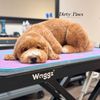 dirty.paws.petsalon