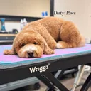 @dirty.paws.petsalon