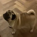 @bob.bacon.plays