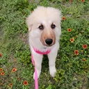 @k9_lexington