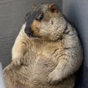 @prairiedog.enthusiast