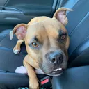 @themanyfacesofdobby