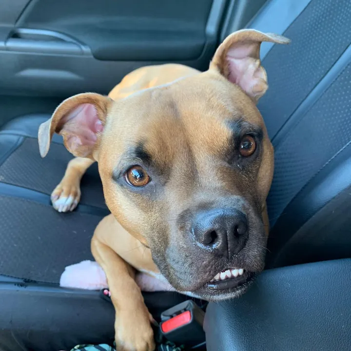 @themanyfacesofdobby
