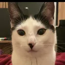 @piticona.the.cat