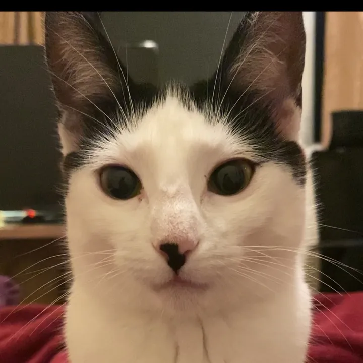 @piticona.the.cat