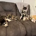 @parrotsandpups