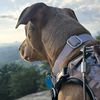 jasper_the_dobiehoula