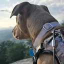 @jasper_the_dobiehoula