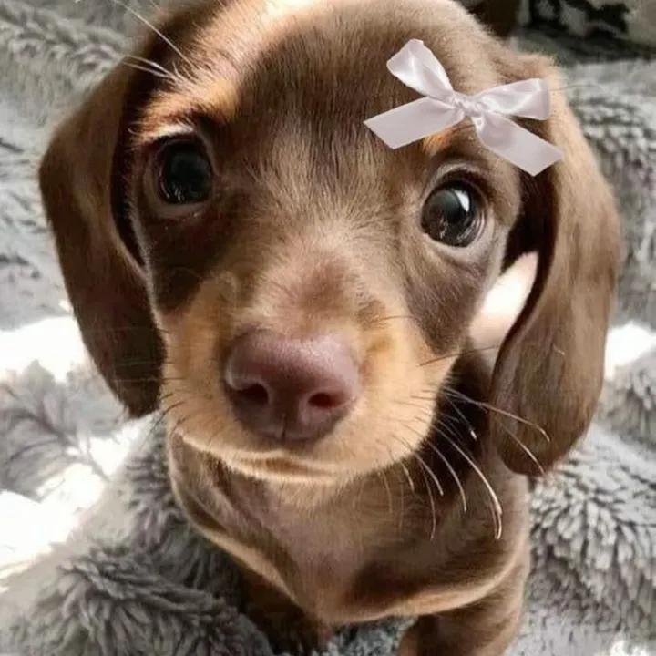 prncsskavy
