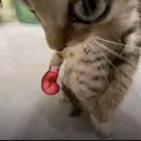 @apple.user765574l