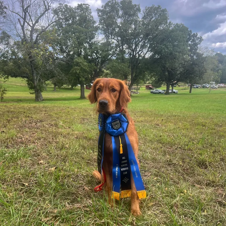 dogloverandpuppers