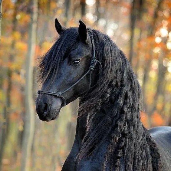 iixhorsesz