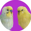 @cingoez_friends